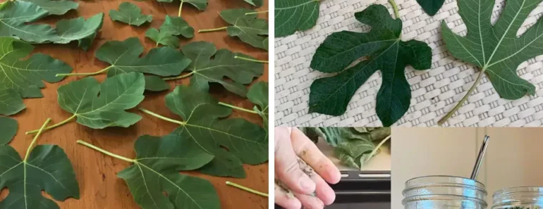 Everybody Loves Figs, but Most People Don’t Realize How Important Their Leaves Are