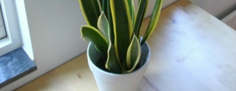 8 Plants That Can Detoxify and Filter The Air 8 Plants That Can Detoxify and Filter The Air